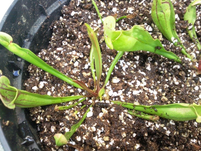 devision de Sarracenia purpurea? Photo020
