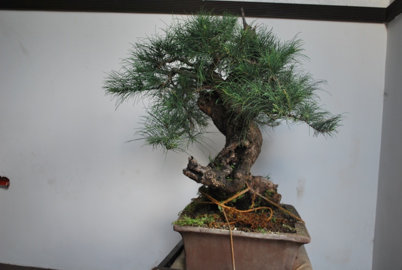 ironwood/casaurinas Dsc_0157