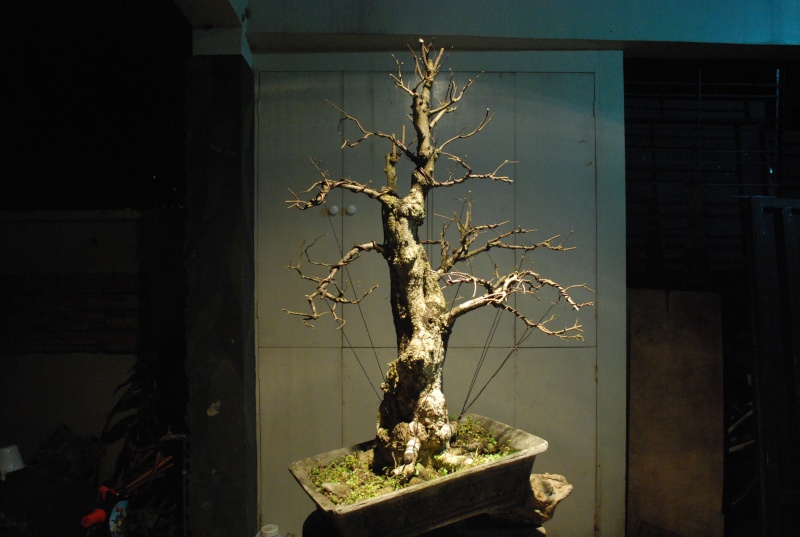 Rare species of bonsai Dsc_0355
