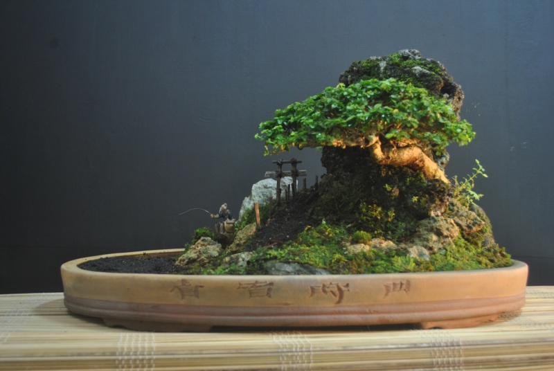 Small penjing Dsc_1115