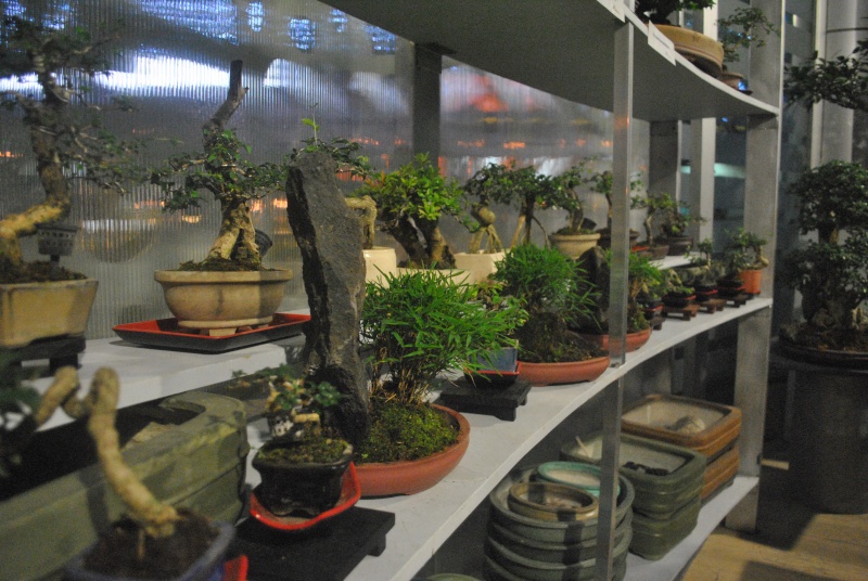 BONSAI gallery Dsc_1319