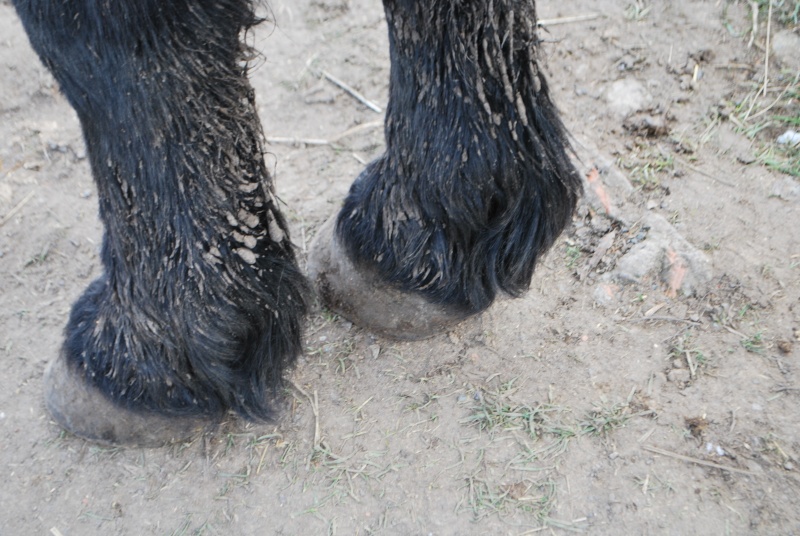 Les pieds d'Ondine Dsc_4413