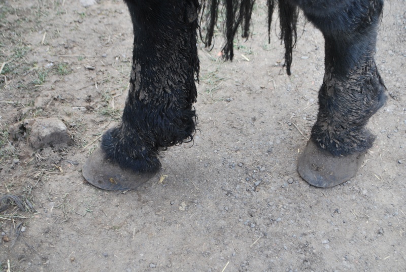 Les pieds d'Ondine Dsc_4415