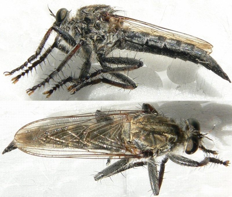 [Asilidae] 2 traits noirs sur le thorax Dipter11