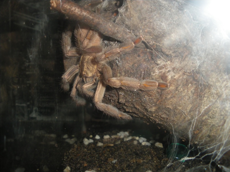 Psalmopoeus cambridgei  Imgp1511