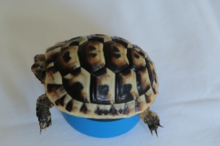 identification tortue n°1 772a1516