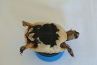 identification tortue n°1 772a1517