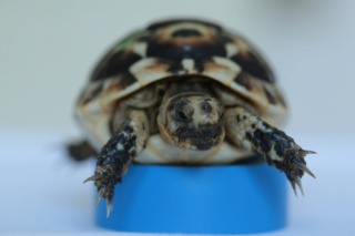 identification tortue n°1 772a1518