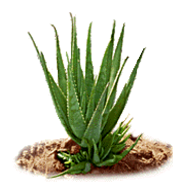 Health Benefits of Aloe Vera Aloe-v10