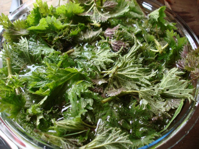 Top 100 Foods for Health (a must read) - Page 3 Nettle10