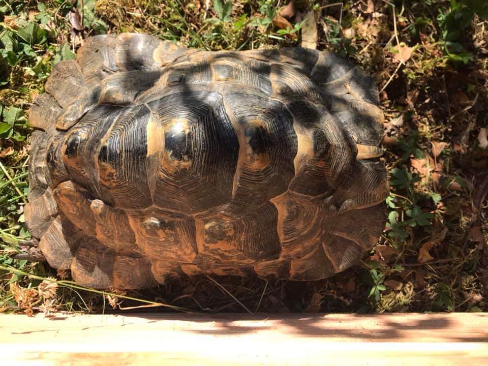 Help identification de ma tortue  Fb_img15