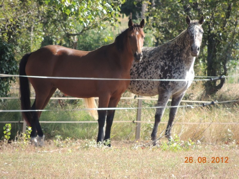 Mes chevaux, un mélange d'un peu tout le monde! 01412