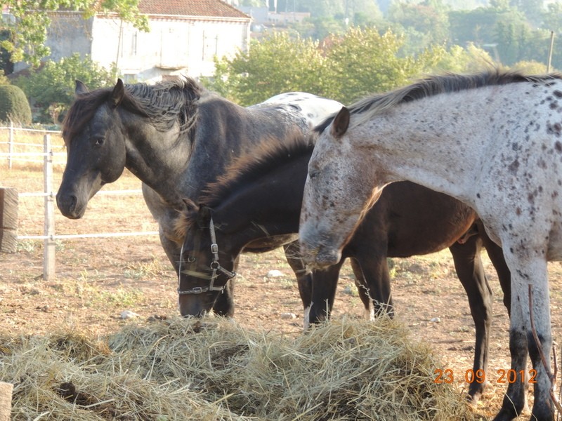 Mes chevaux, un mélange d'un peu tout le monde! 07710