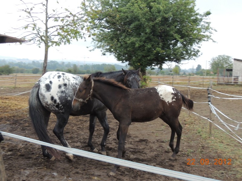 Mes chevaux, un mélange d'un peu tout le monde! Campbe19