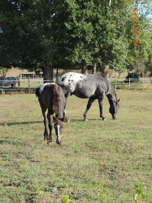 Mes chevaux, un mélange d'un peu tout le monde! Campbe34