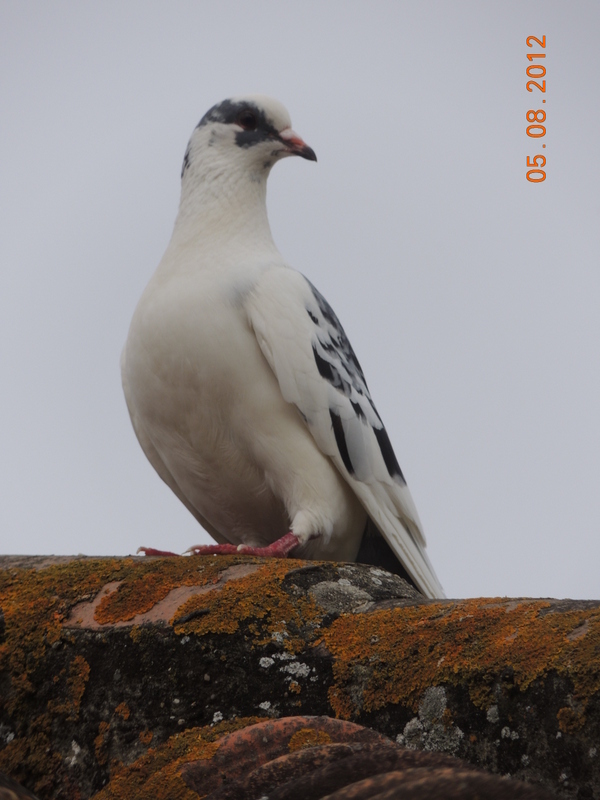 Vos plus belles rencontres avec la nature - Page 2 Pigeon10