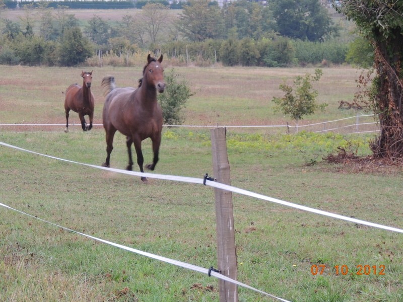 Mes chevaux, un mélange d'un peu tout le monde! Uppy_e11