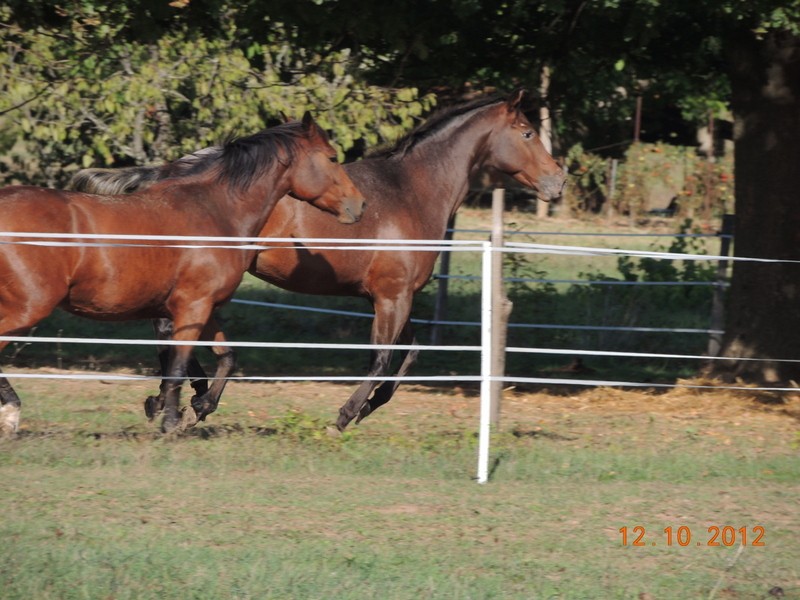 Mes chevaux, un mélange d'un peu tout le monde! Vinka_12