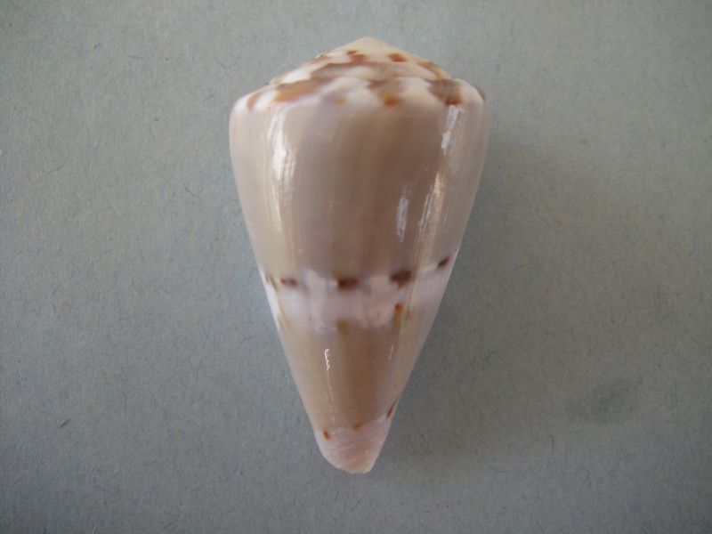 Conus (Rhizoconus) namocanus   Hwass in Bruguière, 1792 00410