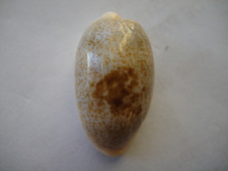 Erronea errones - (Linnaeus, 1758) 01010