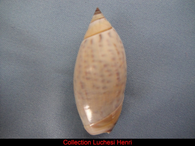 Agaronia testacea (Lamarck, 1811) Agaron10