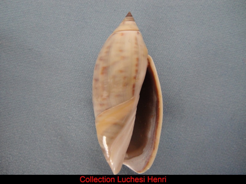 Agaronia testacea (Lamarck, 1811) Agaron11