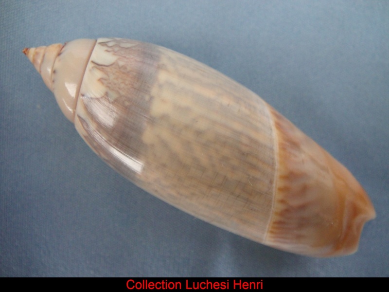 Agaronia acuminata (Lamarck, 1811) Agaron18