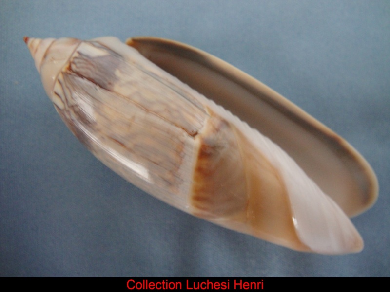 Agaronia acuminata (Lamarck, 1811) Agaron19