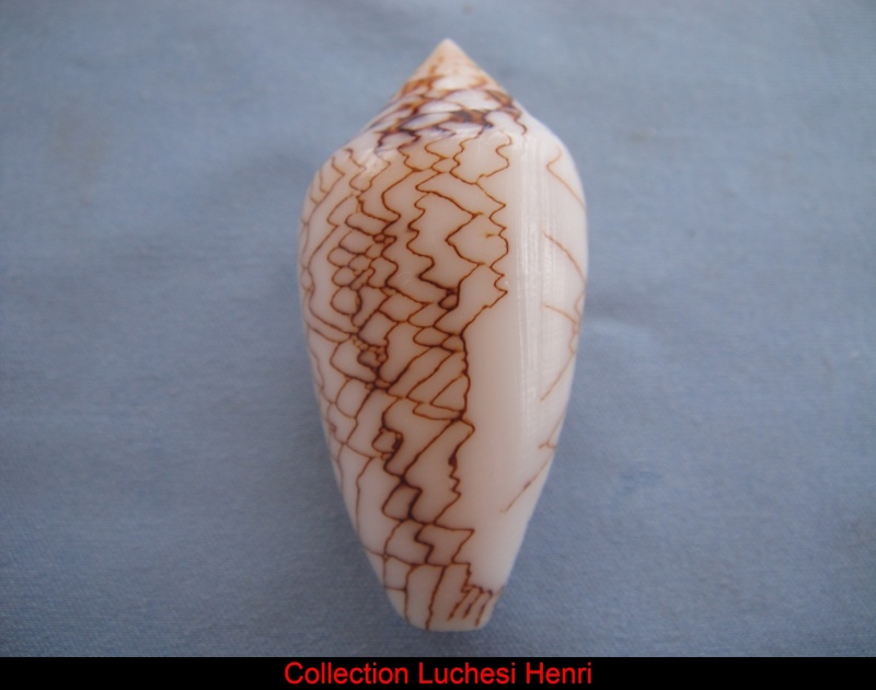 Conus (Cylinder) archiepiscopus concatenatus   Kiener, 1850 Conus_15