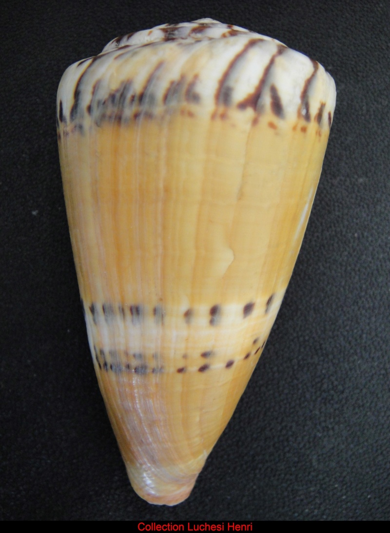 Conus (Rhizoconus) mustelinus  Hwass in Bruguière, 1792 Conus_18