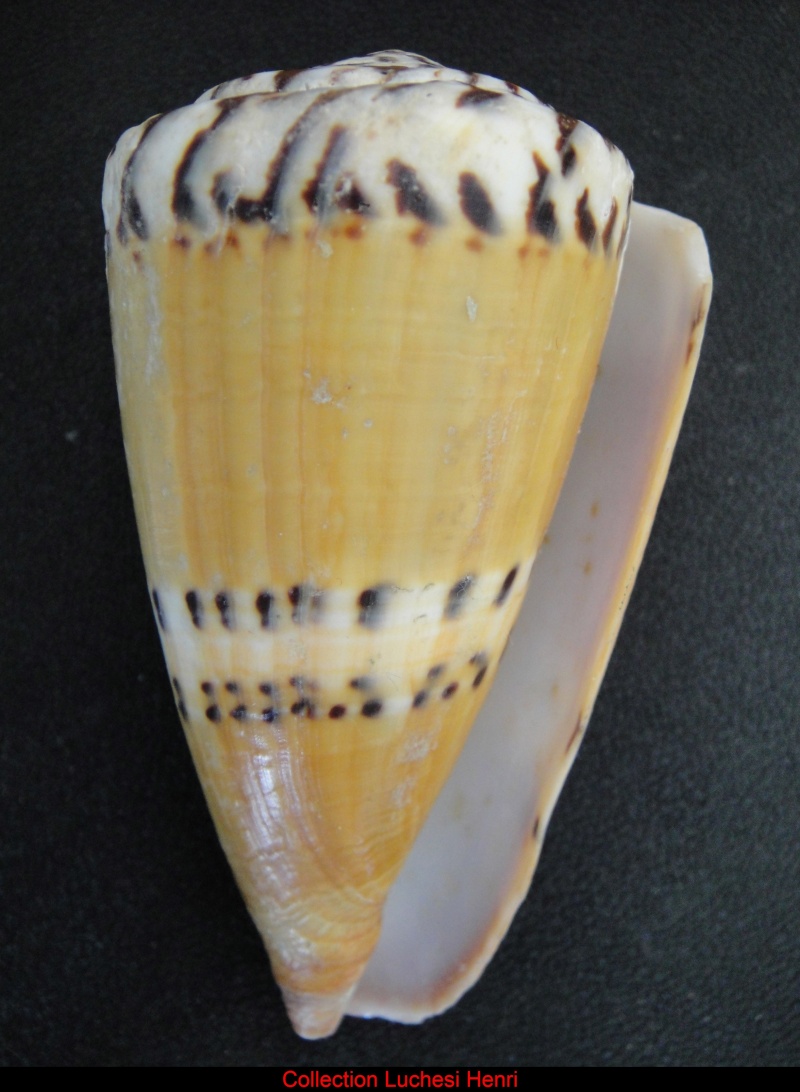Conus (Rhizoconus) mustelinus  Hwass in Bruguière, 1792 Conus_19
