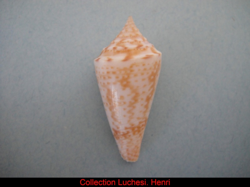 Conasprella (Fusiconus) lentiginosa (Reeve, 1844) Conus_22