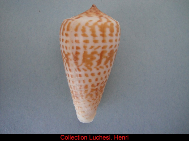 Conus (Phasmoconus) inscriptus  Reeve, 1845 Conus_25