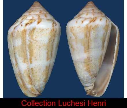 Conus (Lautoconus) aemulus  Reeve, 1844 Conus_28
