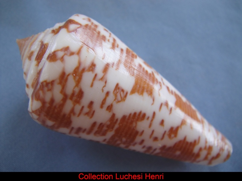 Conus (Darioconus) thomae   Gmelin, 1791 Conus_36