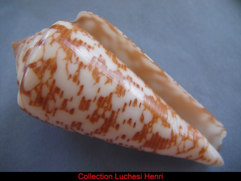 Conus (Darioconus) thomae Gmelin, 1791 Conus_37
