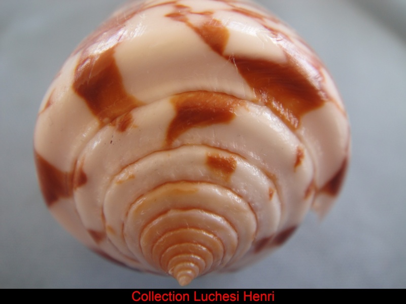 Conus (Darioconus) thomae   Gmelin, 1791 Conus_38