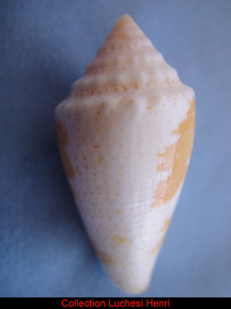 Conus (Stephanoconus) curassaviensis   Hwass in Bruguière, 1792 Conus_45
