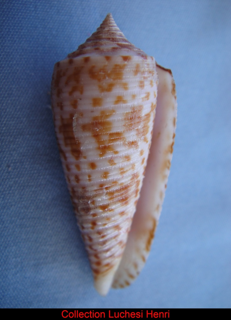 Conus (Phasmoconus) laterculatus   GB. Sowerby II, 1870 Conus_50