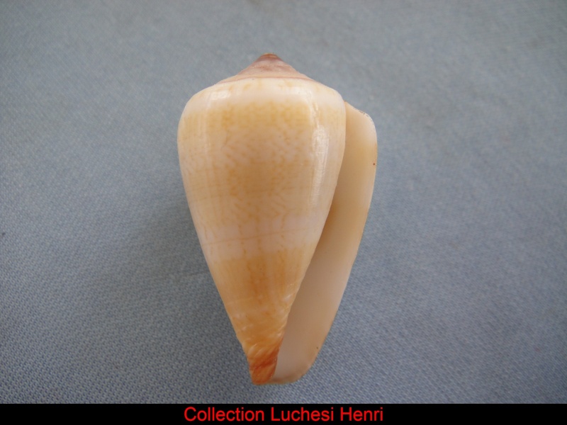 Conus (Lautoconus) luquei  Rolán & Trovão, 1990 voir Conus (Lautoconus) delanoyae Conus_52