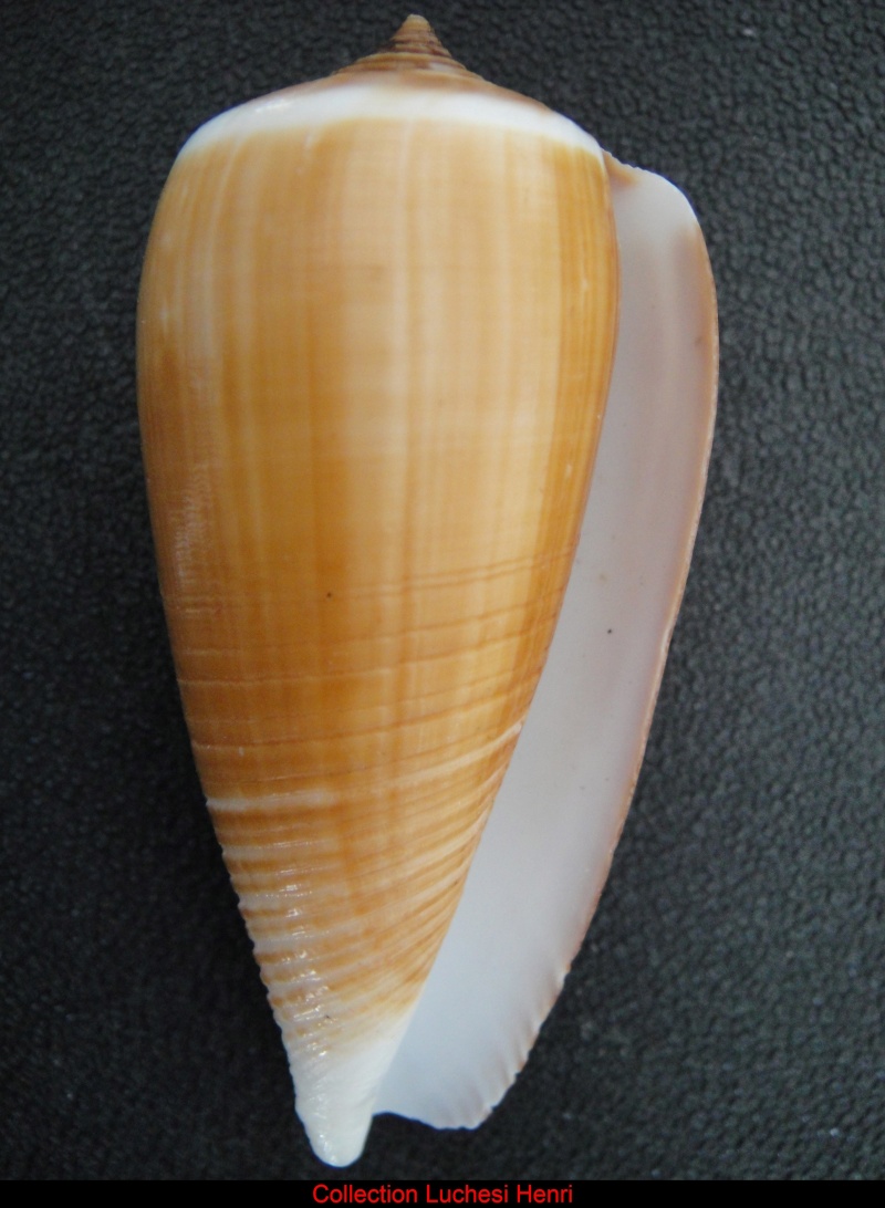 Conus (Phasmoconus) radiatus   Gmelin, 1791 Conus_54