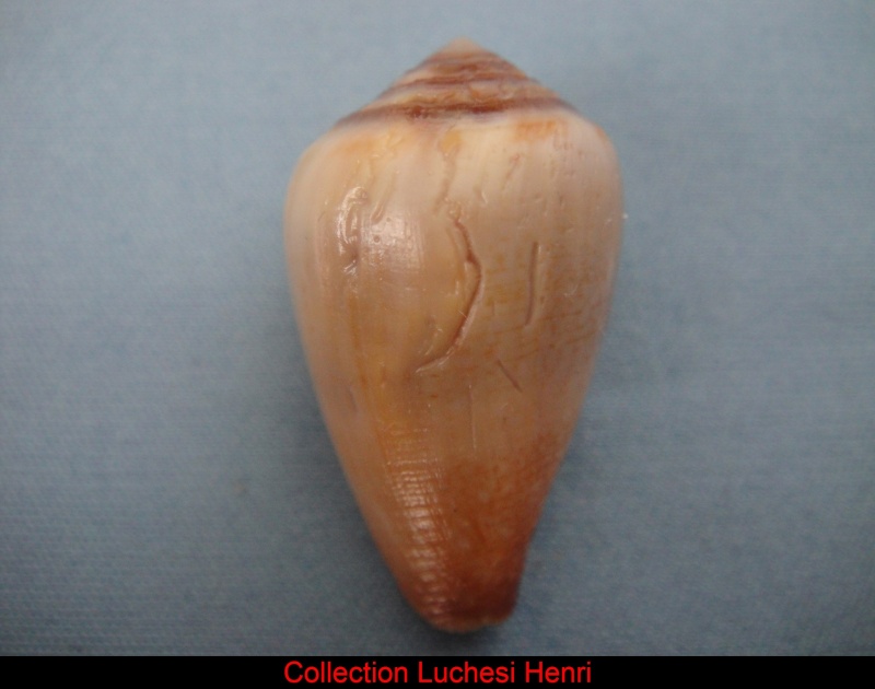 Conidae Californiconus californicus  (Reeve, 1844) Conus_57