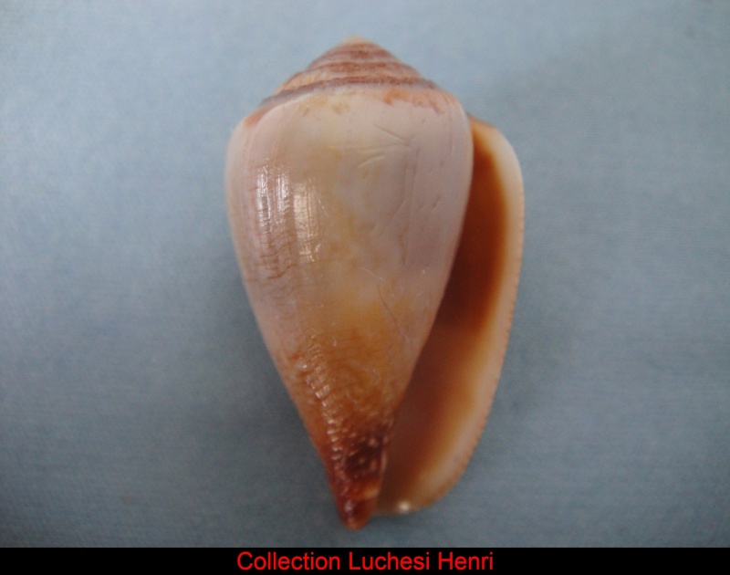 Conidae Californiconus californicus  (Reeve, 1844) Conus_58