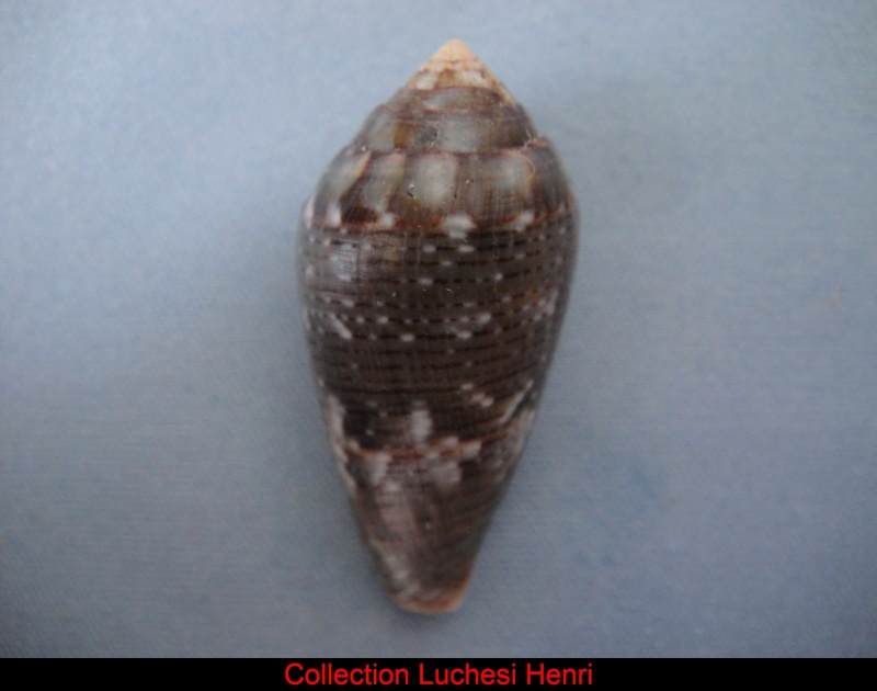 Conus (Lautoconus) bruguieresi    Kiener, 1846 Conus_60
