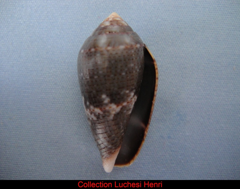 Conus (Lautoconus) bruguieresi    Kiener, 1846 Conus_61