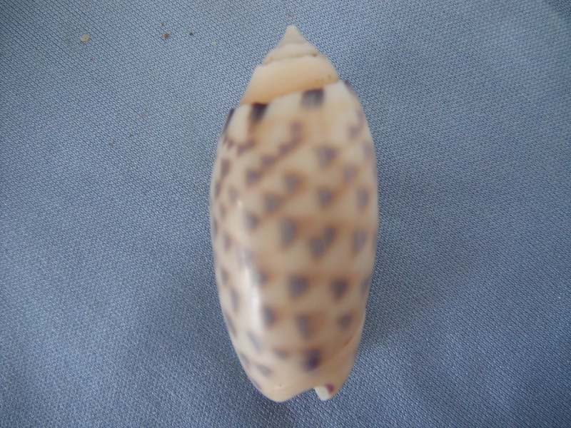 Annulatoliva amethystina (Röding, 1798) - Worms = Oliva amethystina amethystina (Röding, 1798) Oliva_10