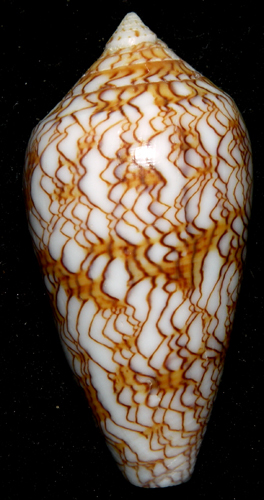 Conus (Cylinder) archiepiscopus sirventi   Fenaux 1943 Zuzann10