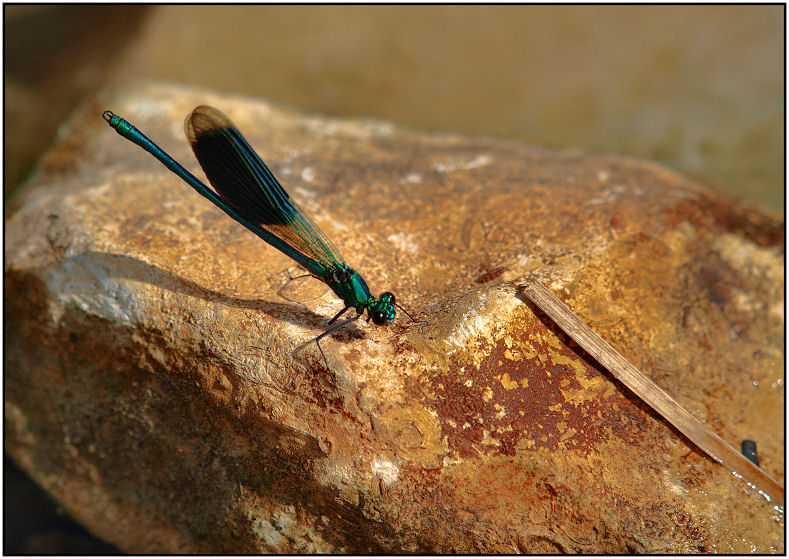 Calopterix Agrion11