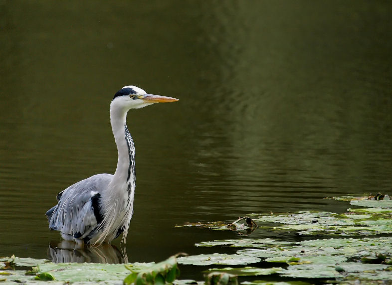 Héron, héron, petit patapon... Heron11