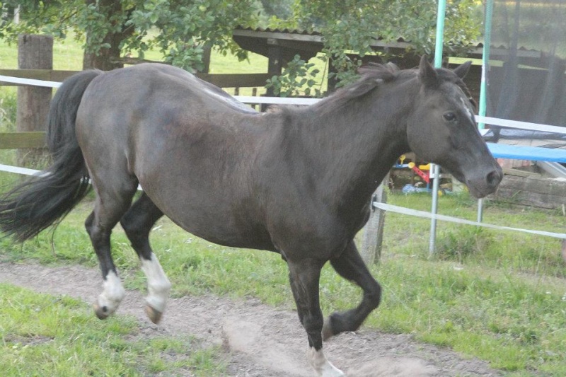 Fotos von Pferden/Ponys zuhause - Seite 12 29544410